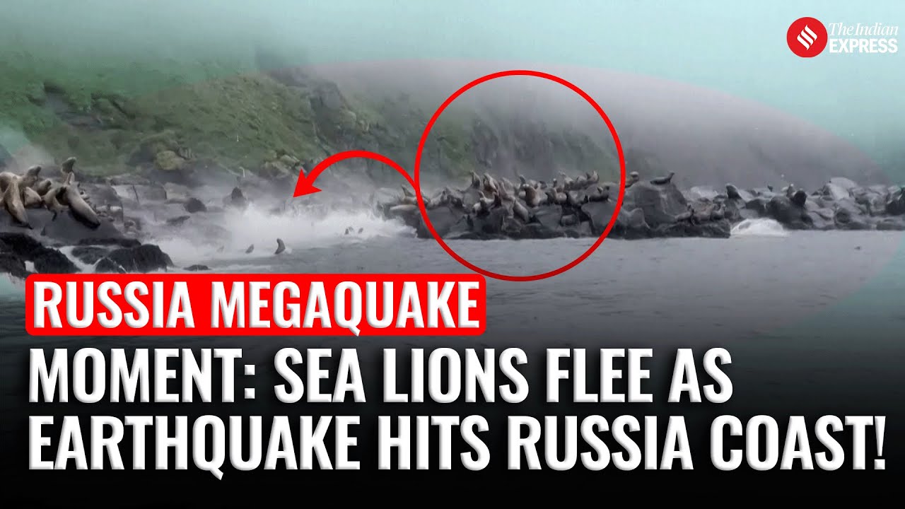 WATCH: Sea Lions Flee Into Ocean as Massive 8.8 Quake Hits Russia’s Kamchatka