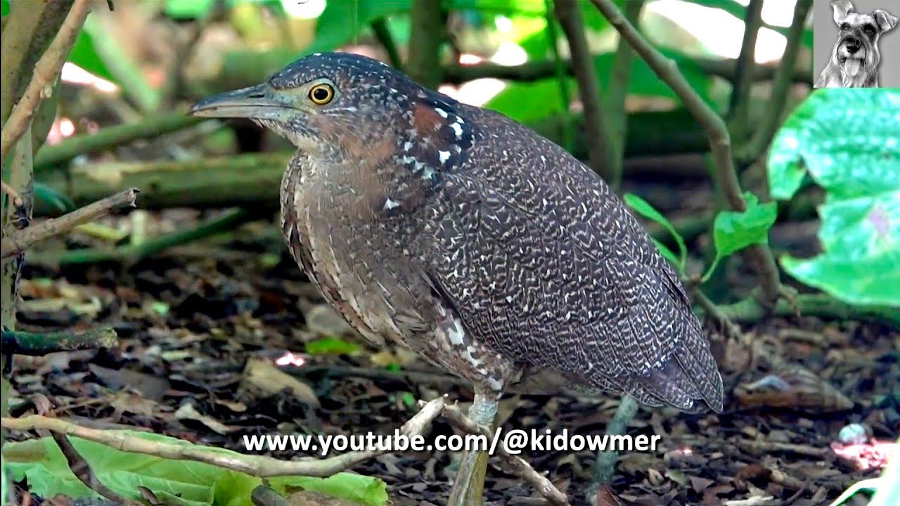 Juvenile MALAYAN NIGHT HERON @Gardens By the Bay, Singapore. 