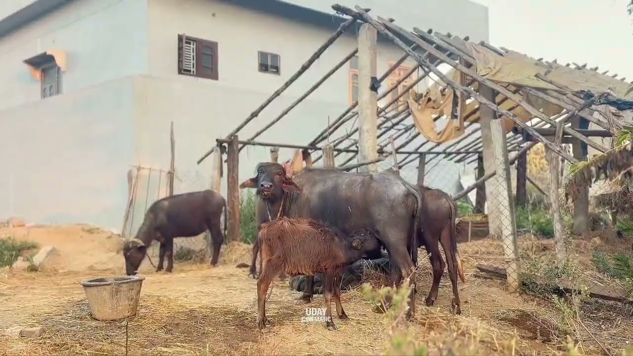 మా ఊరు 