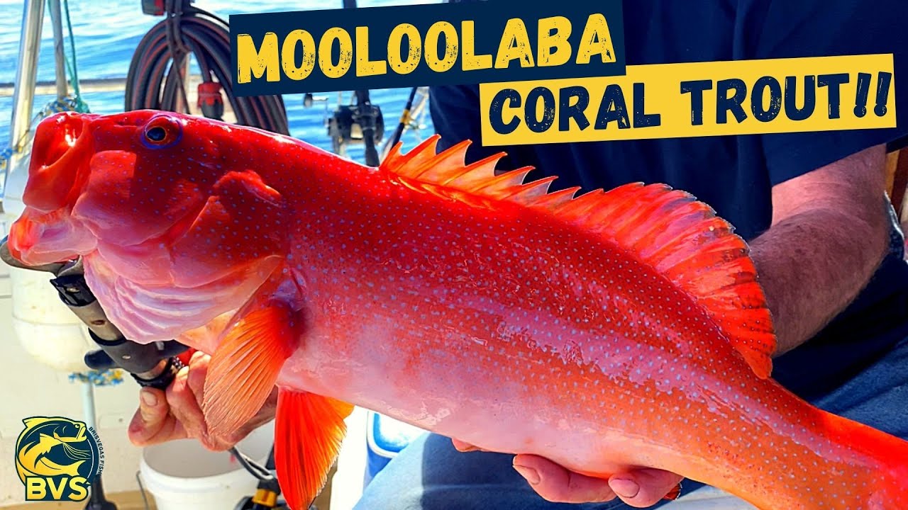 MOOLOOLABA CORAL TROUT | Moolooba Reef Fishing Part 1