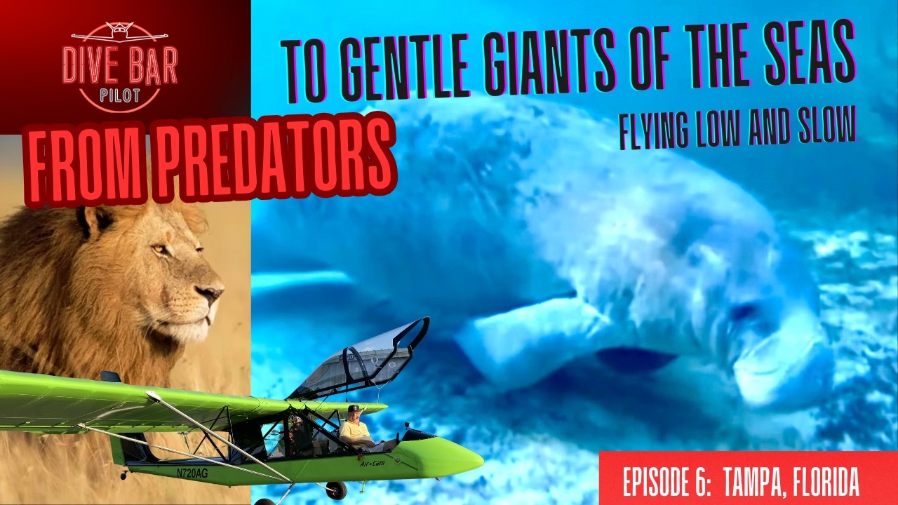 Hunting Lions and Manatees. Angry Preditors to Sleepy Giants. One Airplane Hunts Them All.