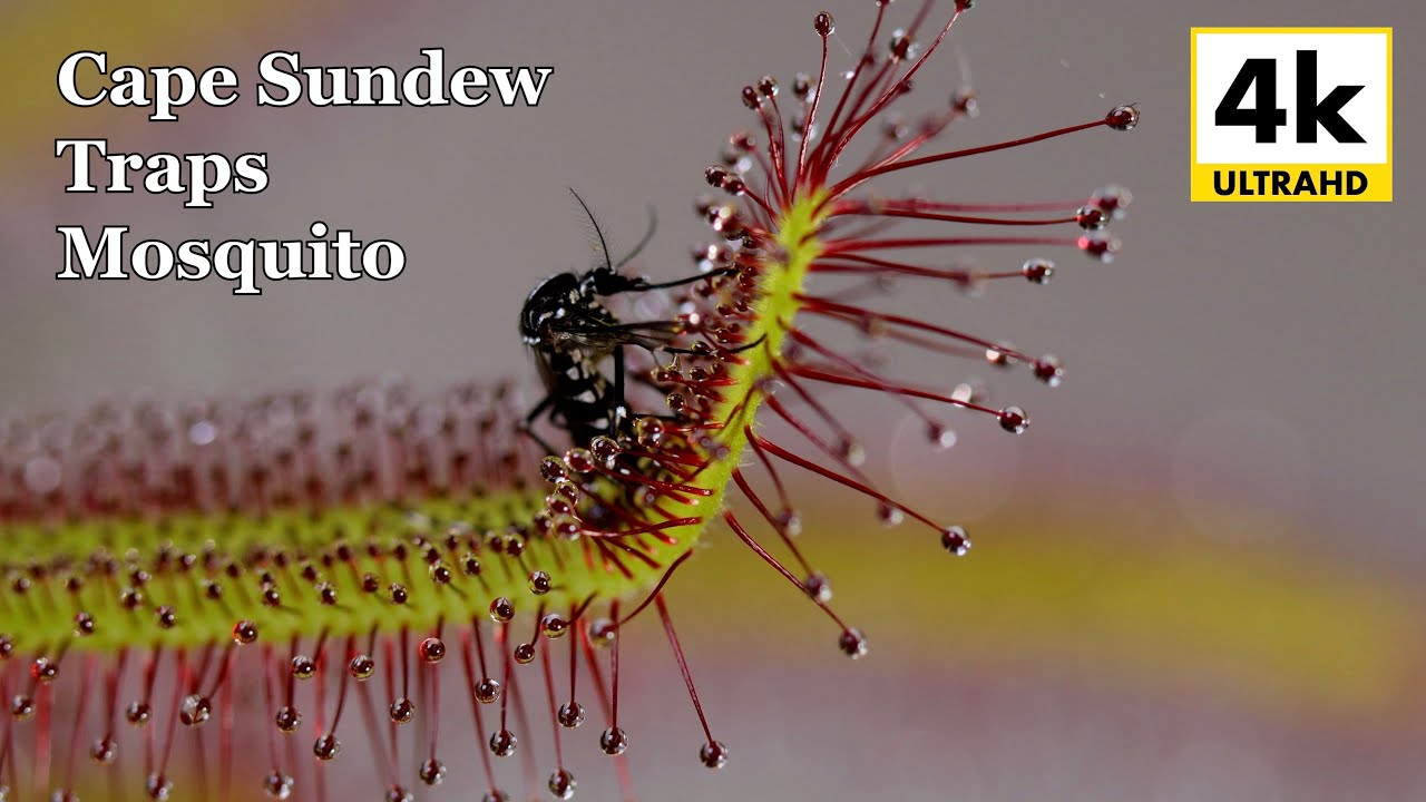 Cape Sundew Devours a Pesky Mosquito // Time-lapse