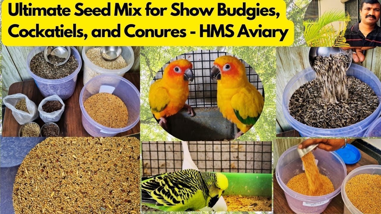 Ultimate Seed Mix for Show Budgies, Cockatiels and Conures - HMS Aviary