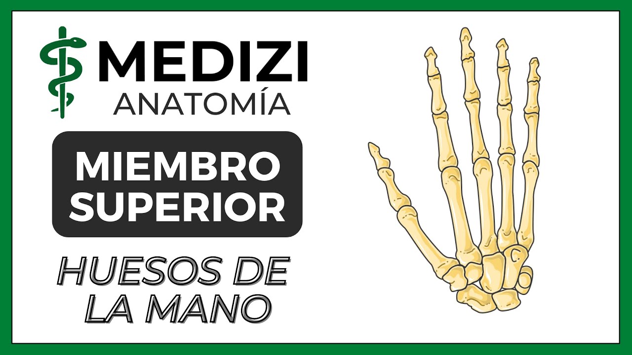 Anatomía de Miembro Superior (MMSS) - Huesos de la mano