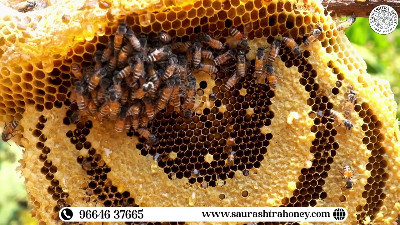 Saurashtra honey bee farm 🐝 HONEY