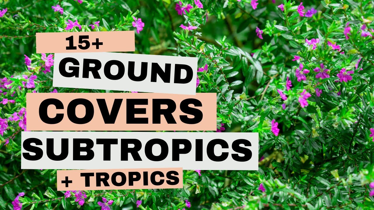 15+ Tough Ground Covers That Thrive in Queensland&rsquo;s Heat