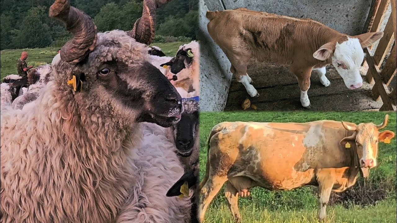 OBRONCI POCJELOVA, ČISTA PRIRODA KOD NOMADA  MUHEDINA | OVCE KRAVE OVČIJI SIR