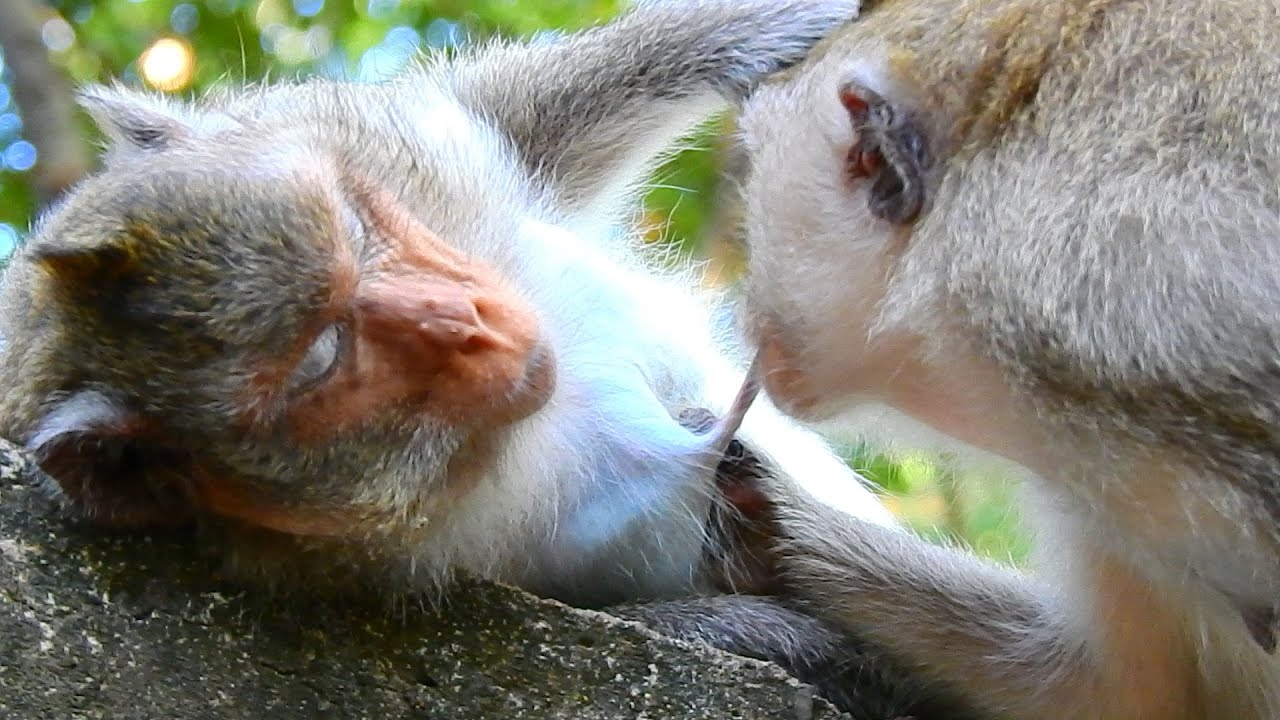 UNBELIEVABLE...! VIKKI TRYING DRINK MILK HER SISTER VIOLA MANY TIME.