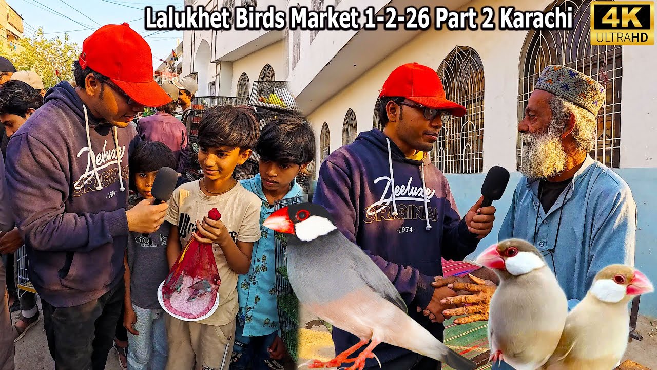 Lalukhet Birds and Parrots Market 1-2-26 Part 2 Karachi | unique and Rare Birds and Parrots Breeds