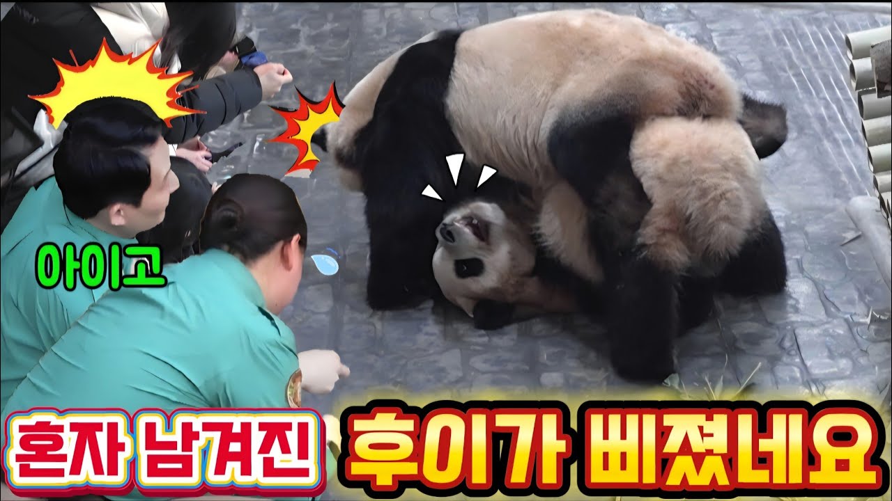 에버랜드 판다월드 💢 맙소사 혼자 남겨졌고 후이가 조금 삐졌어요 관람객 들 걱정했어요 