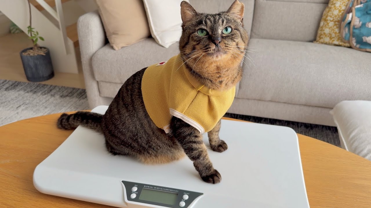 元地域猫。「ふっくらボディ」な家猫1年生を初めてペット用体重計に乗せた結果…