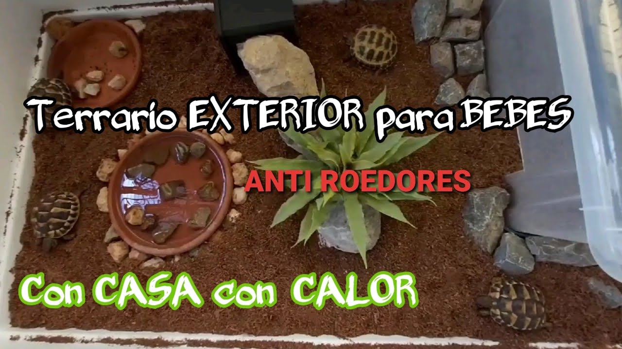 Terrario exterior Tortugas BEBES con casa con CALOR Y ANTI ROEDORES