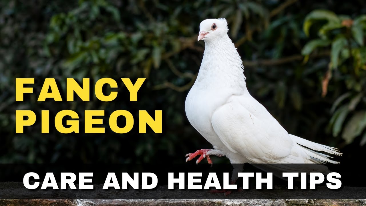 Fancy Pigeon Care and Health Tips