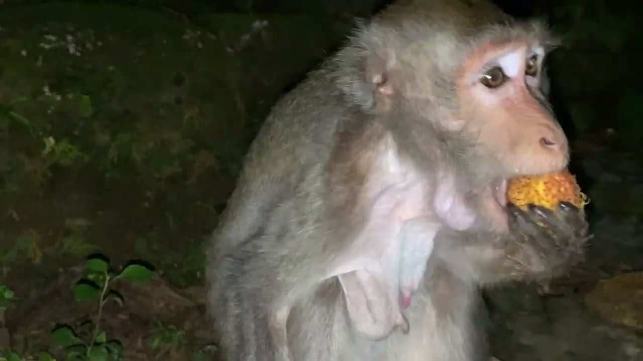 Live for dedicating to monkey Jane REST IN PEACE
