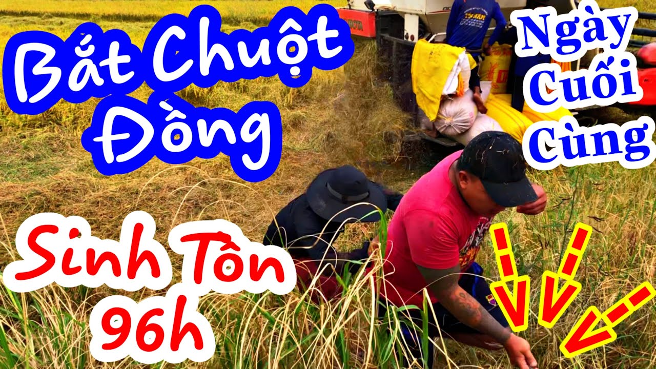 TXTV - Thánh Xàm Dùng Tay Không Bắt Chuột Đồng Cực Hấp Dẫn | Sinh Tồn Ngày Cuối Cùng