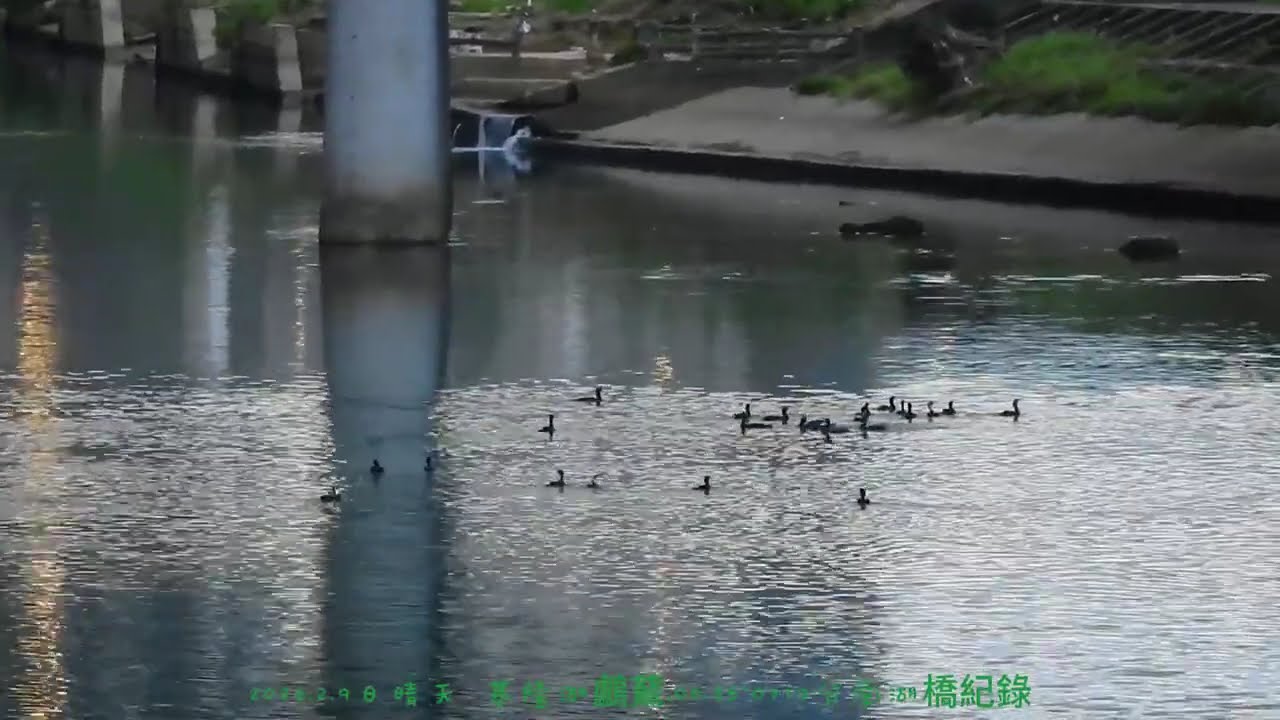 2026.2月9日 晴天 基隆河鸕鶿