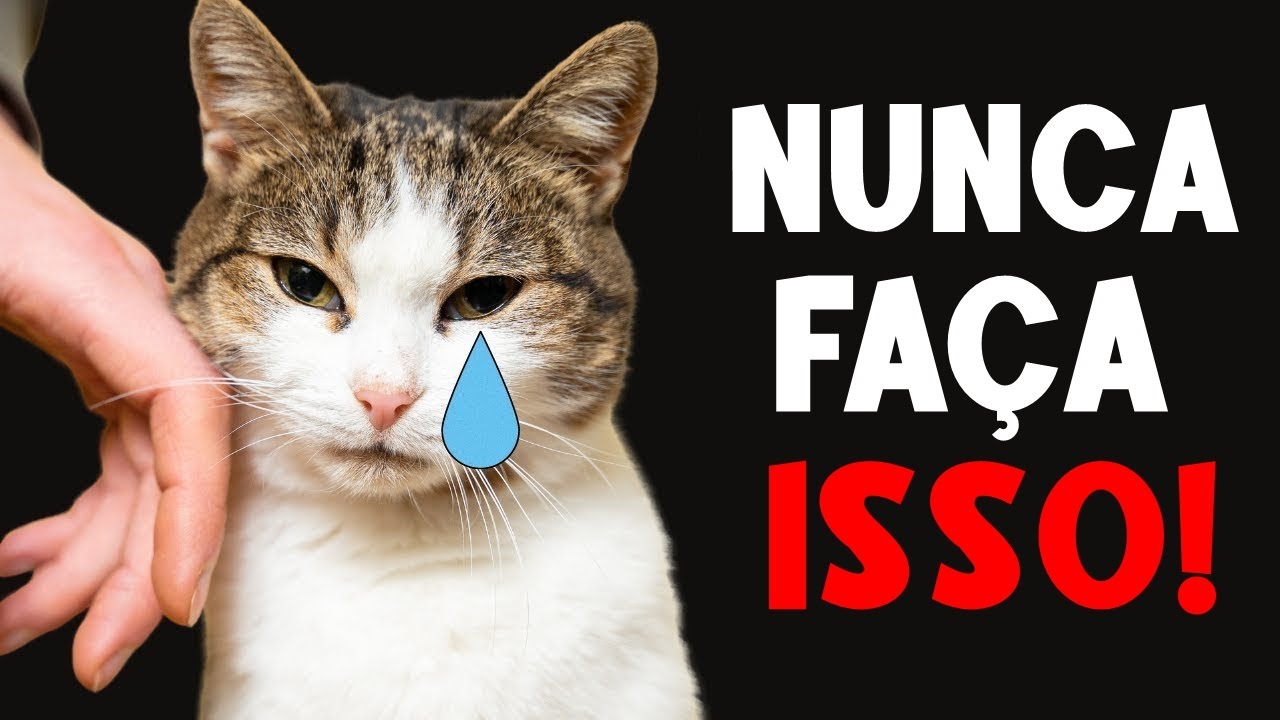 10 Coisas que um gato NUNCA PERDOARÁ! 🔥