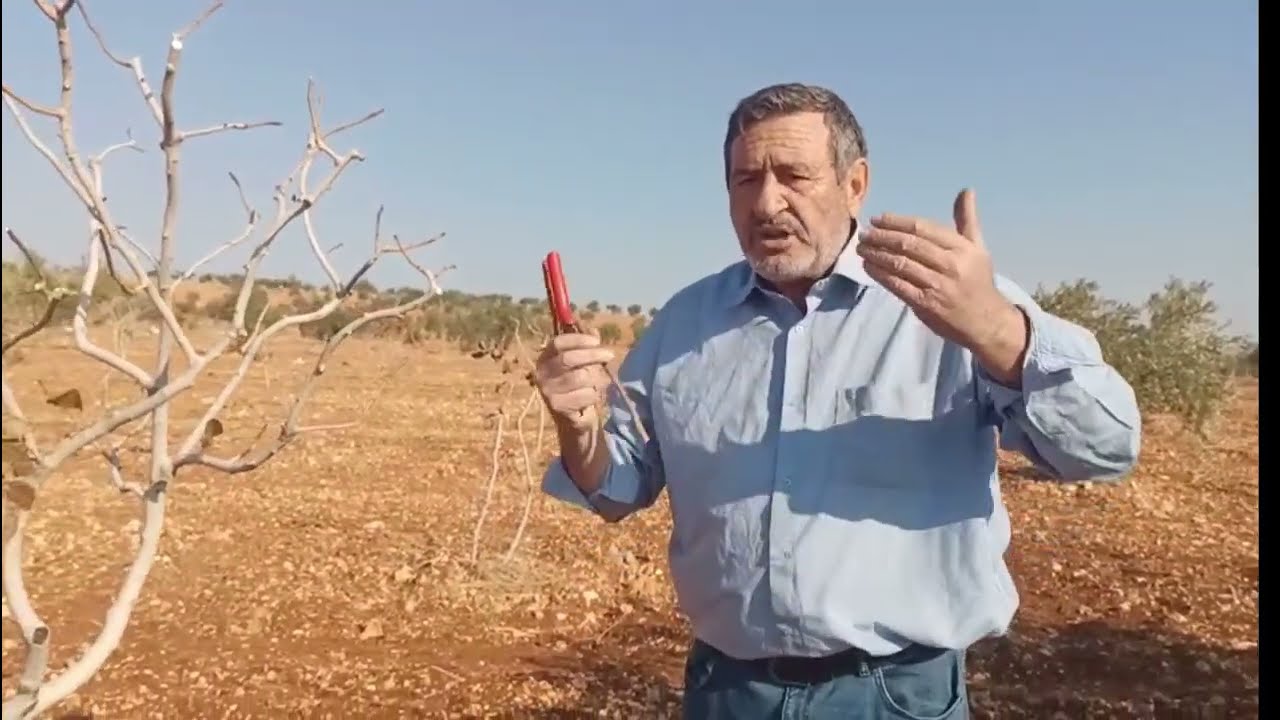 #Antepfıstığında karagözkurdu ile en etkili mücadelede tuzak dal yöntemidir.