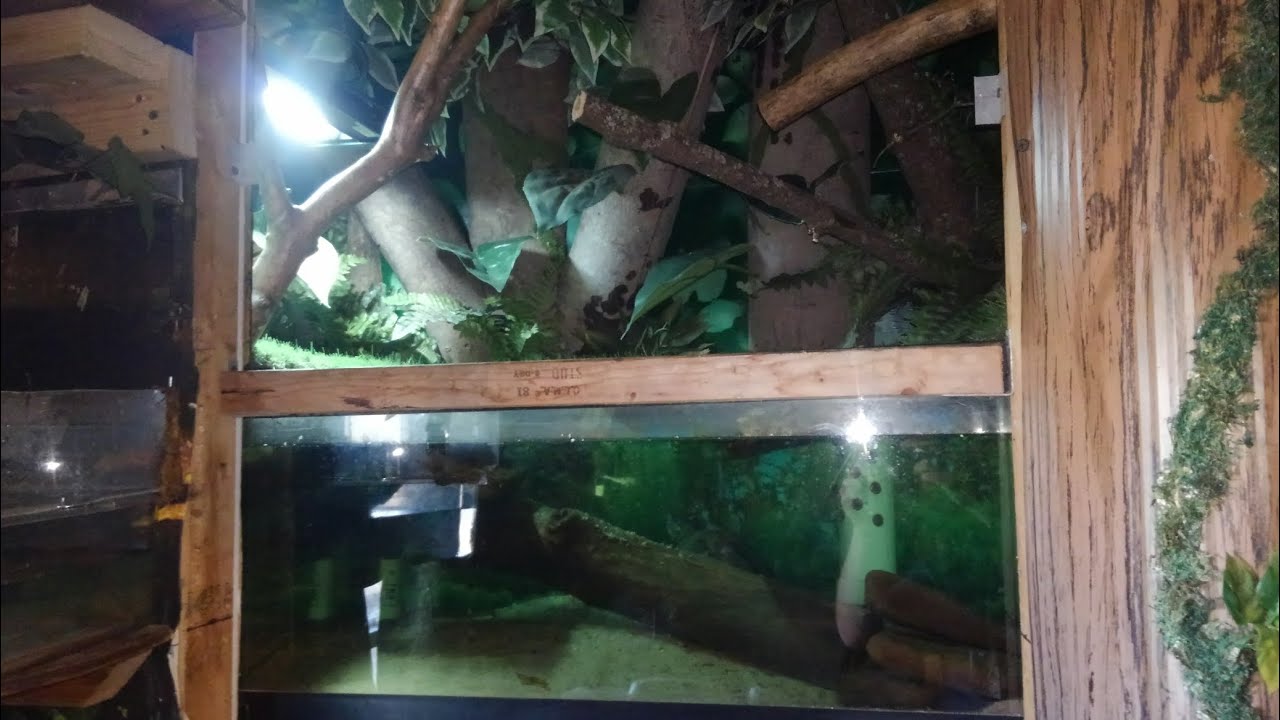 reeves turtle enclosure upgrade #theturtlewhisperer #turtlewhisperer #reptiles #turtle #fyp