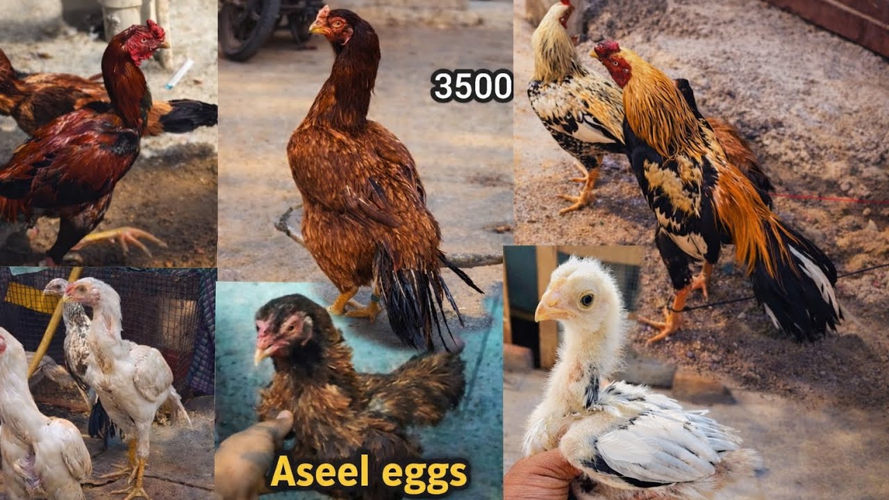 Aseel patha eggs for sale in Hyderabad 