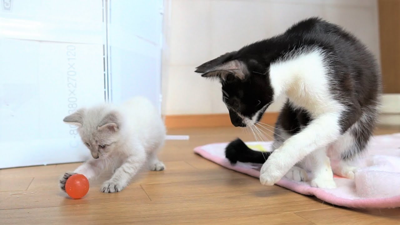 【生後37日】子猫のために色んなお手本を見せてくれる先輩猫【保護子猫】