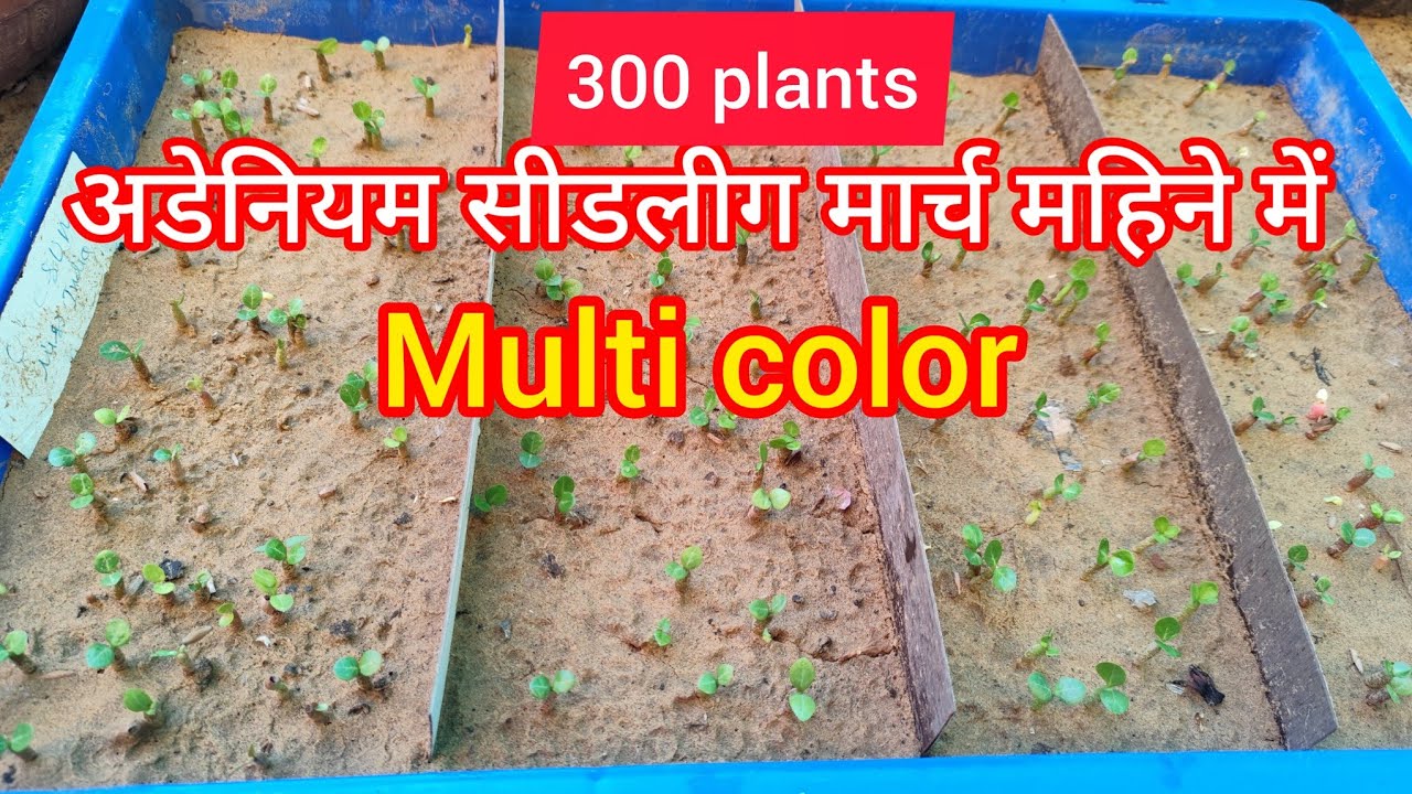 300 adenium plants seedlings in March month / summer flowering plants seedlings