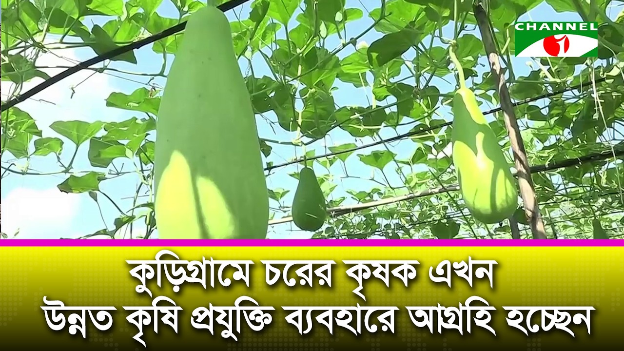 কুড়িগ্রামে চরের কৃষক এখন উন্নত কৃষি প্রযুক্তি ব্যবহারে আগ্রহি হচ্ছেন