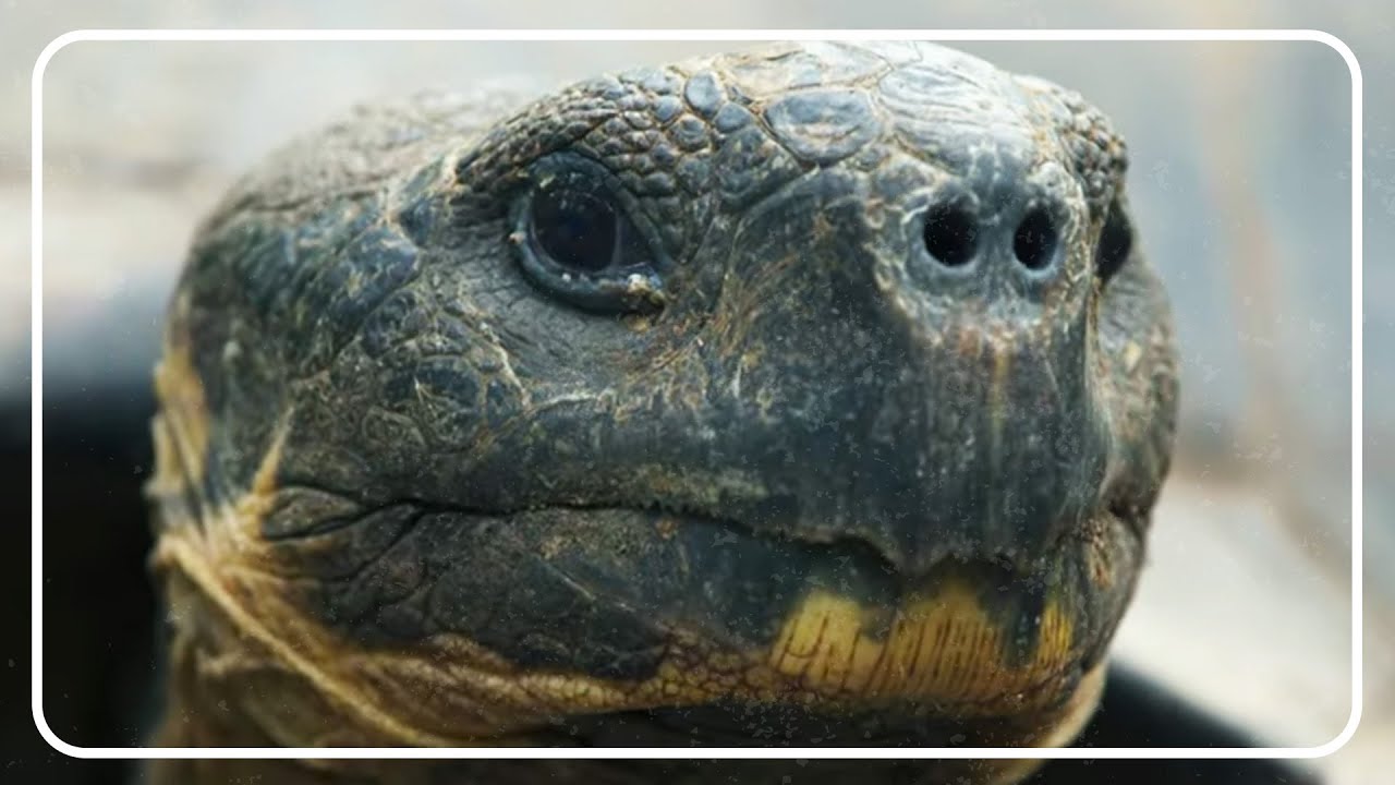 Giant Tortoise: The Epic Journey Across The Galapagos