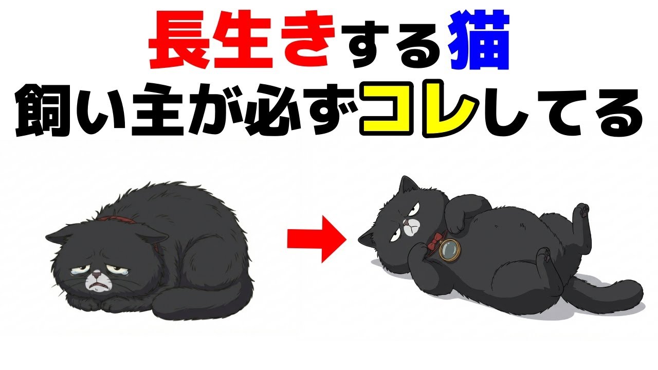 【9割が知らない】愛猫が長生きするために飼い主が絶対やるべき5つの習慣