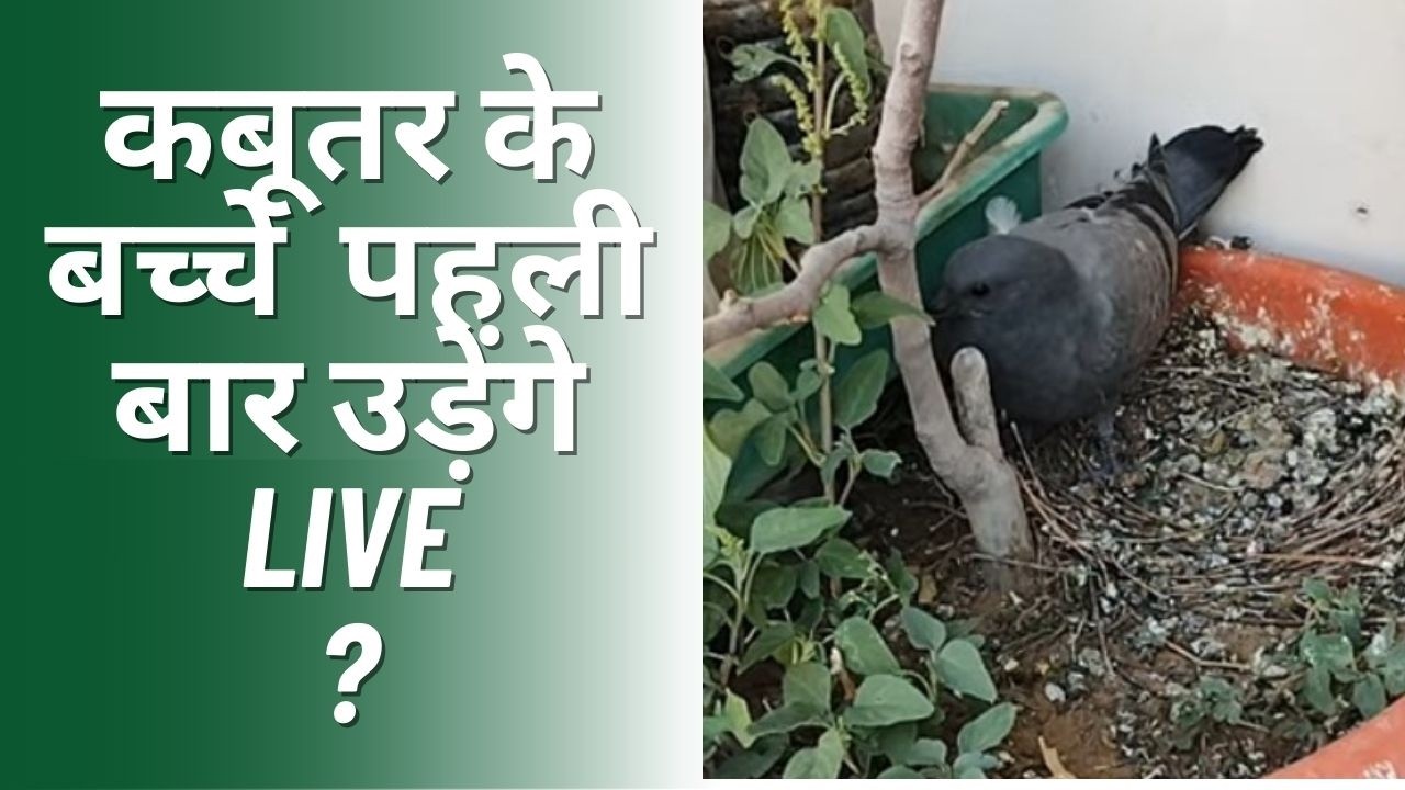 LIVE stream of a pigeon nest #pigeon #birds #viral