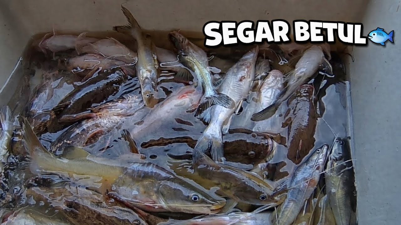Tak Sangka Banyak Jenis Ikan di Balai Ringin! Siap Beli Ikan Baong 🐟