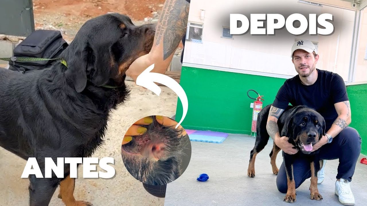 Ele Estava Machucado e Sozinho… Mas Olha Como Ele Está Agora! 😢➡️😍