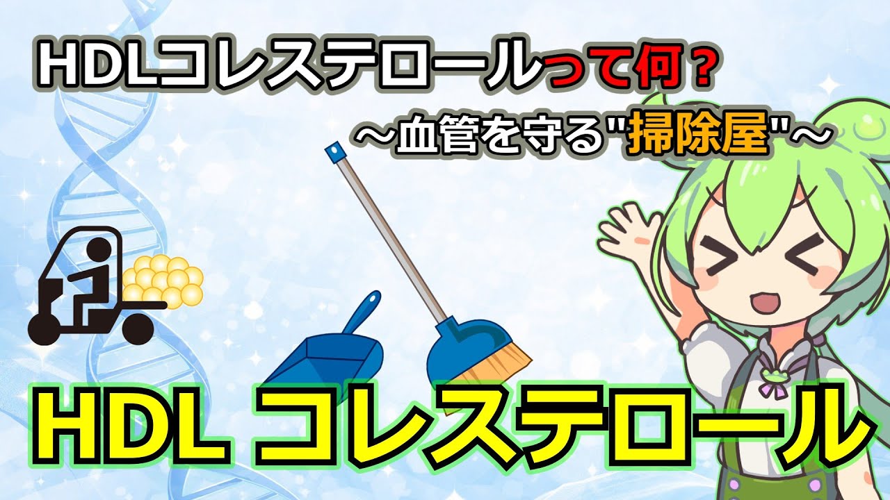 【ゆっくり解説】HDLコレステロールって何？
