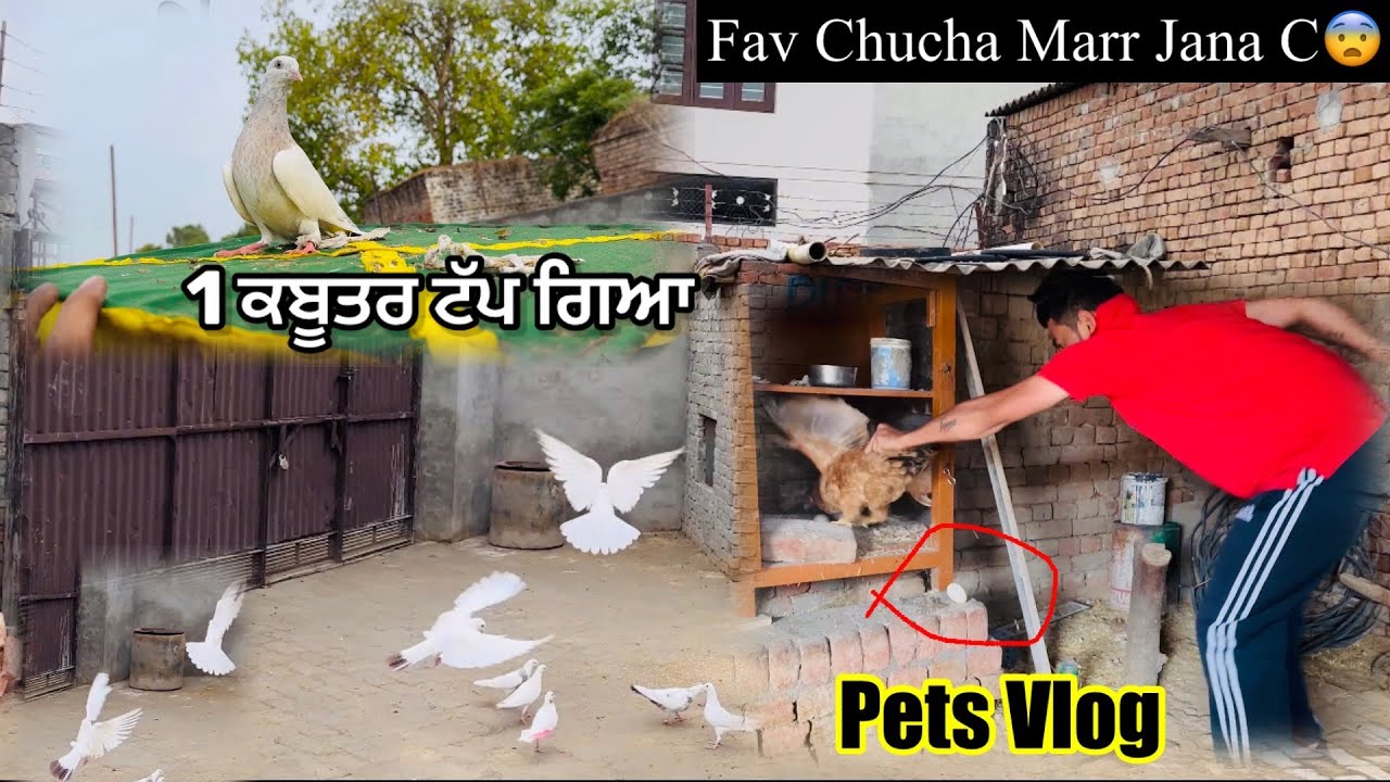 ਨਵਾ ਕਬੂਤਰ ਟੱਪ ਗਿਆ ਮਿੱਤਰੋ 🕊️|| ਟਰਕੀ ਦਾ ਬੱਚਾ ਮਰਦਾ-ਮਰਦਾ ਬਚ ਗਿਆ || #pigeon #petsvlog
