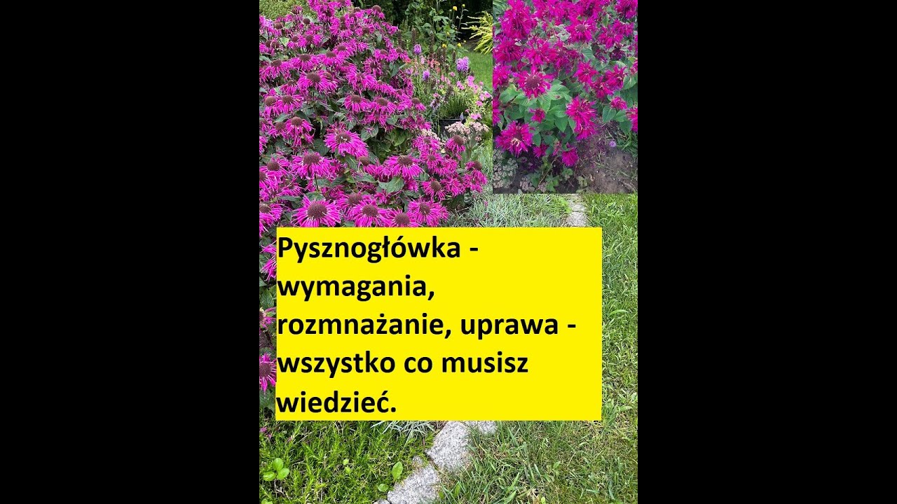 Pysznogłówka - wymagania, uprawa i rozmnażanie. Wszystko, co musisz wiedzieć #pysznogłówka #monarda