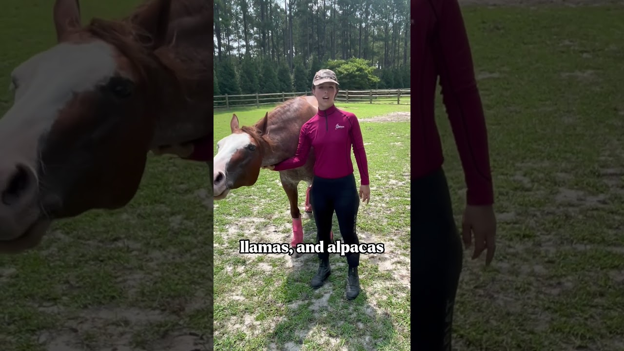 The drama is wild here #horse #horsegirl #horses #equestrian #farm #farmlife #equestrianlife