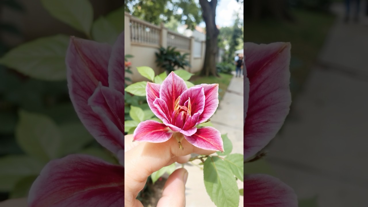 Sleeping Rose Mantis has one of nature&rsquo;s most convincing disguises