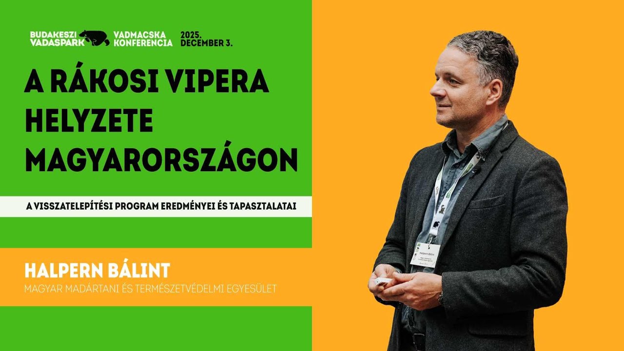 BudakesziVadaspark VadmacskaKonf 20251203 HalpernaBalint 4K