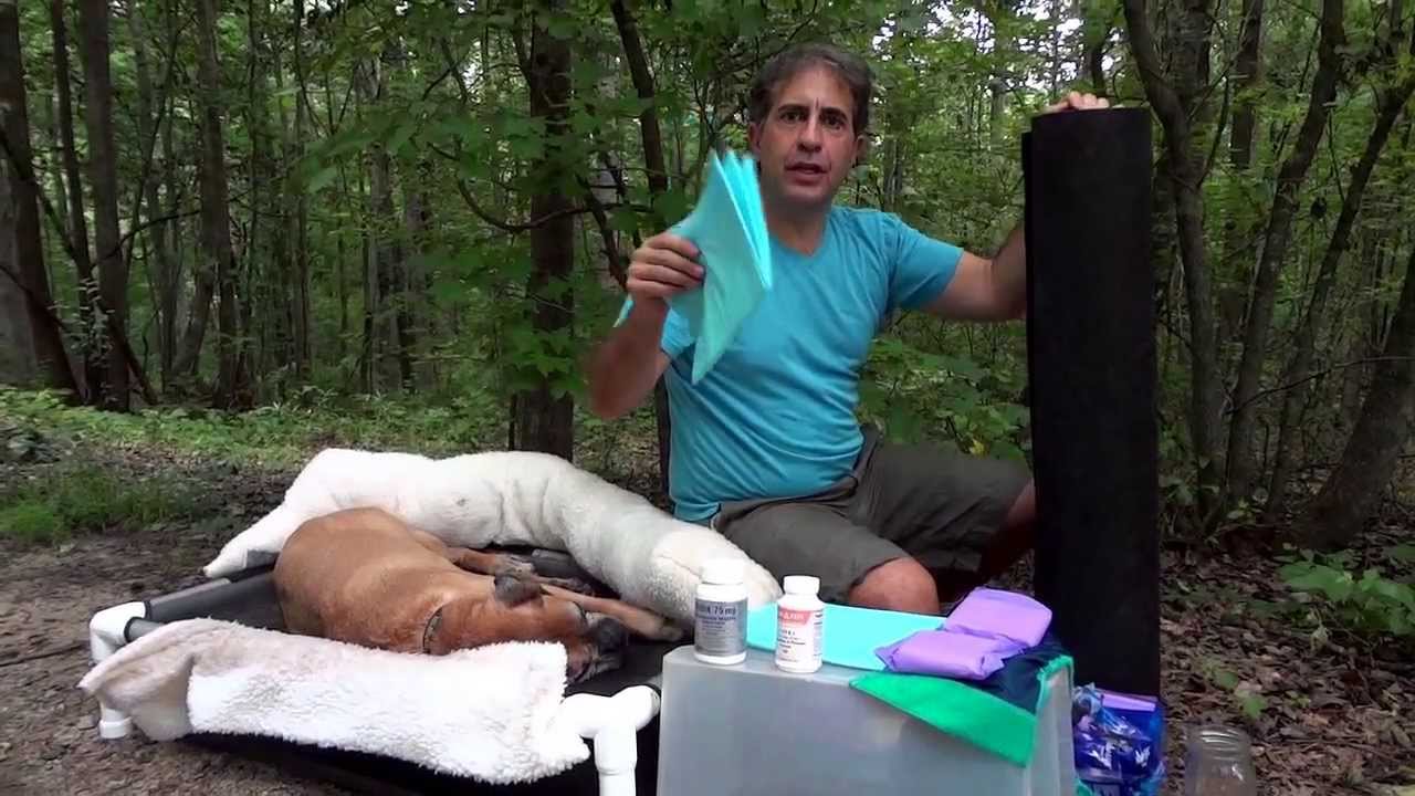 Natural Treatments for Incontinence in Dogs