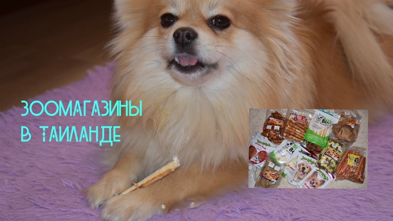 ЗООМАГАЗИНЫ В ТАИЛАНДЕ/ПОКУПКИ ДЛЯ СОБАК ИЗ ТАИЛАНДА