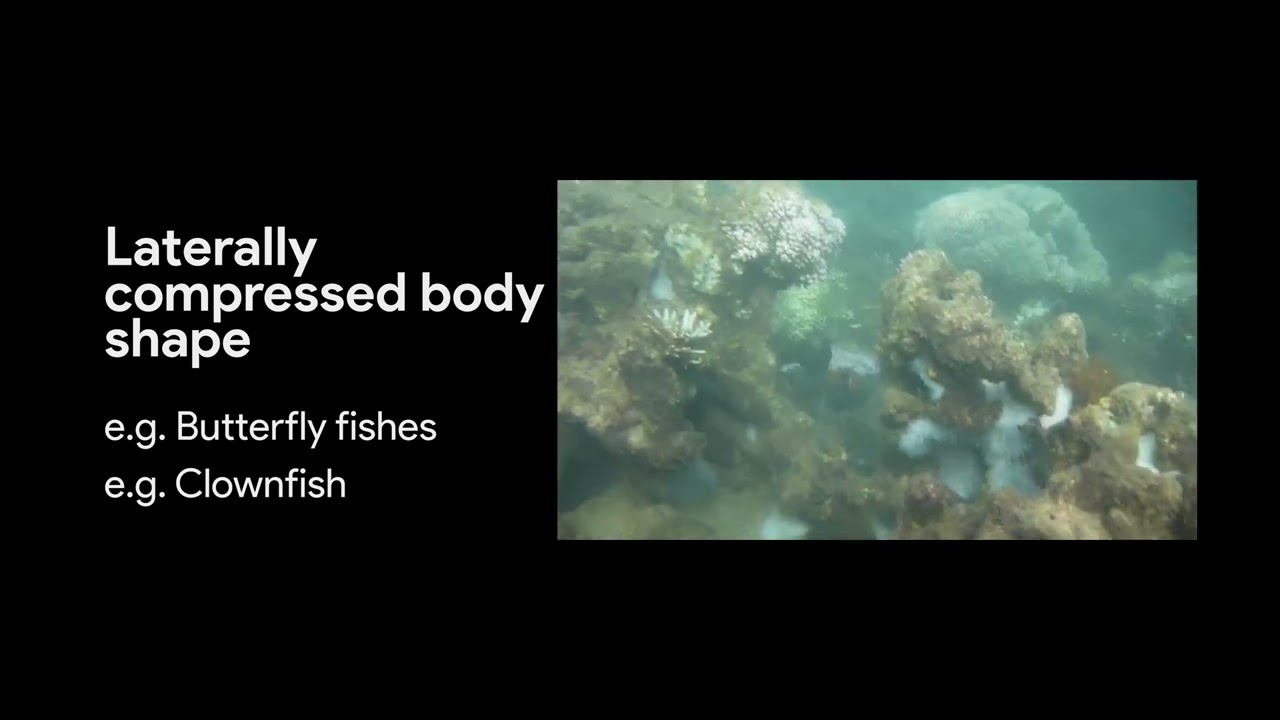 Identifying Fish- How scientists classify fish?