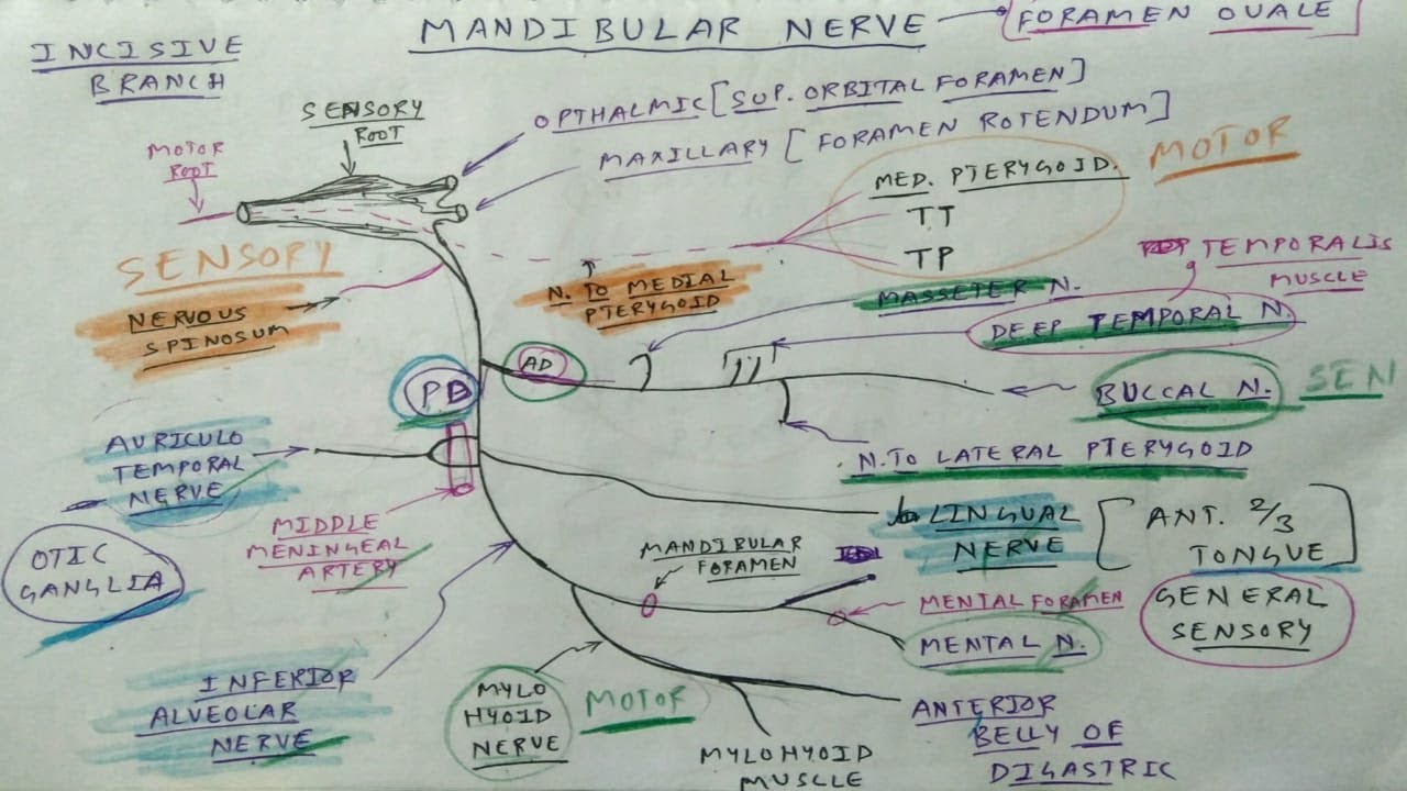 Trigeminal Nerve- 4, Mandibular Division (Diagram) | TCML