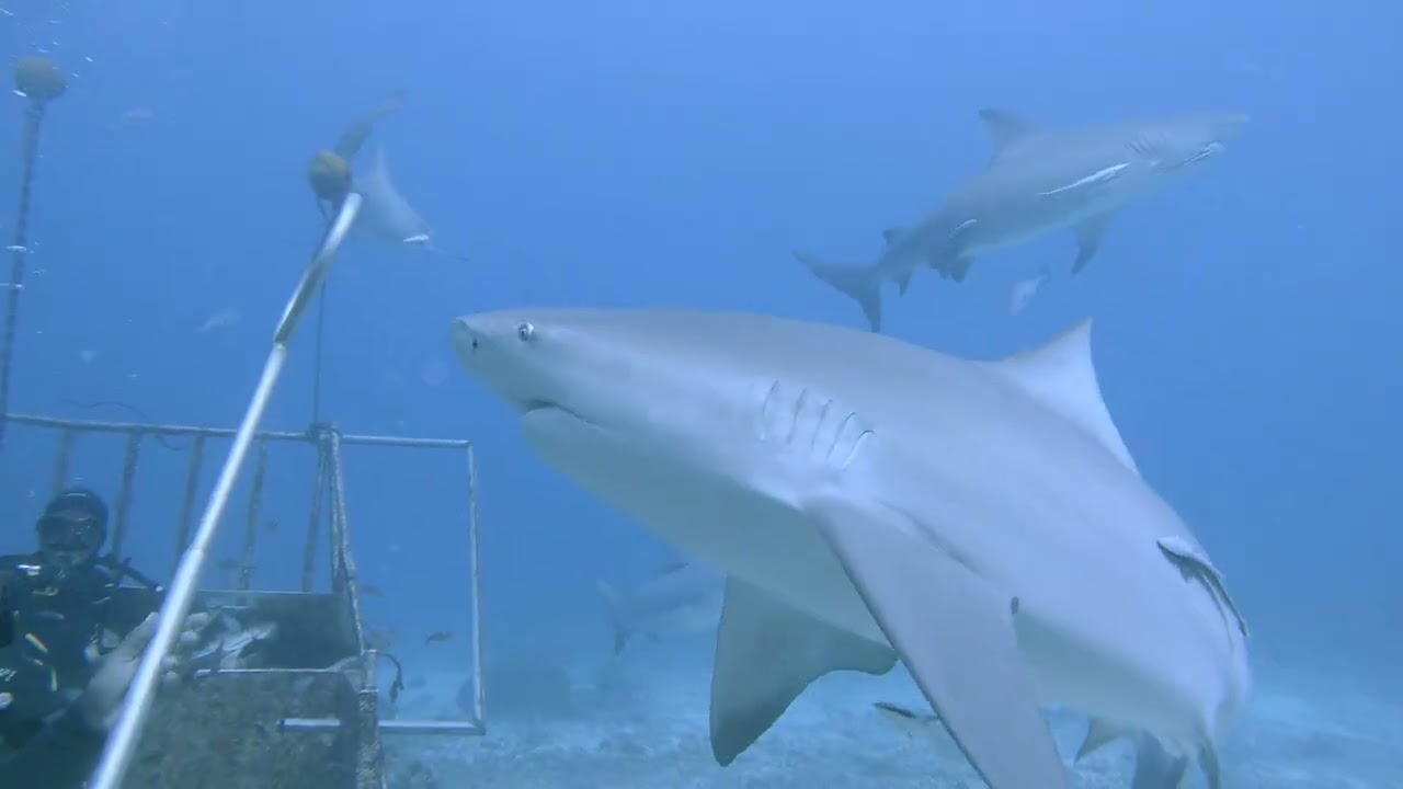 Bull Shark Dive  Barefoot Kuata 4K