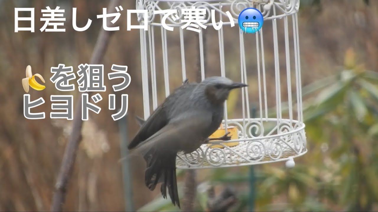 まるおの母　まるこの宿根草と低木の庭　2026 02 26 今日も弱い雨が降っていて、寒い一日になりました。寒くて外に長時間いられません😭ヒヨドリは、楊枝で固定してない方のバナナを持ち逃げした模様😅