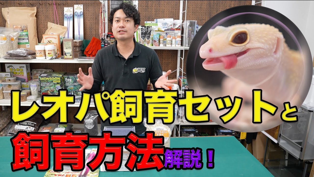 【レオパの飼育方法解説！】爬虫類倶楽部オリジナルのアクリルケースと飼育セットご紹介！