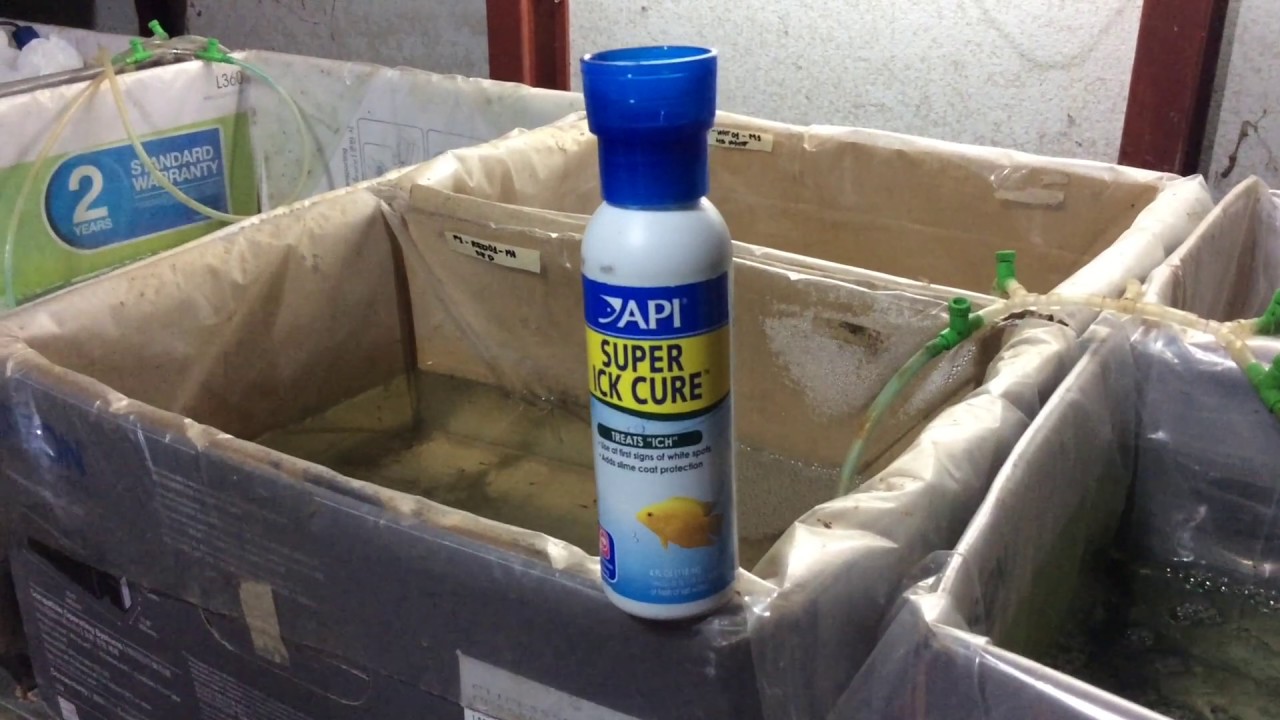 Supper Ich Cure - Guppy Treatment from API