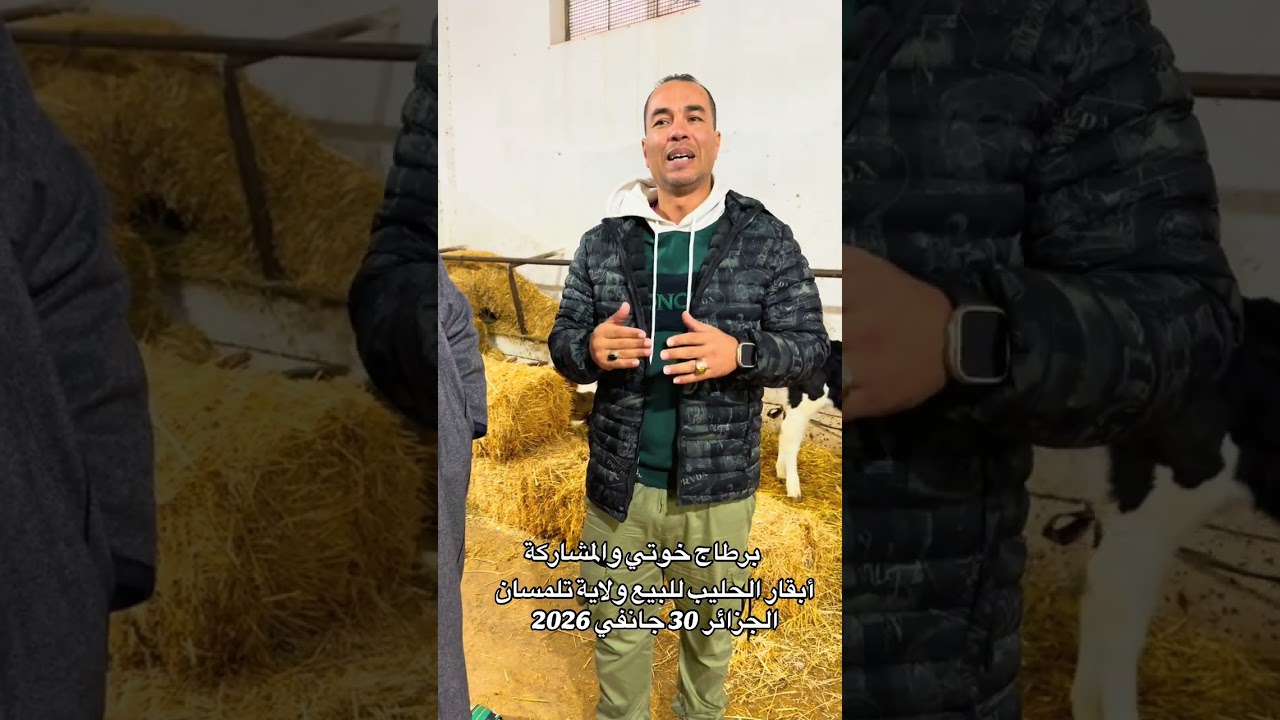 30 janvier 2026أبقار الحليب للبيع ولاية تلمسان الجزائر  كثرونا جام خوتي 