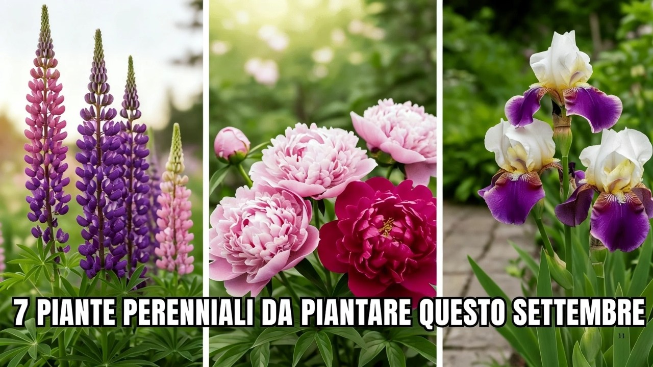 Le mie 7 migliori perenni da piantare QUESTO settembre per fioriture primaverili mozzafiato