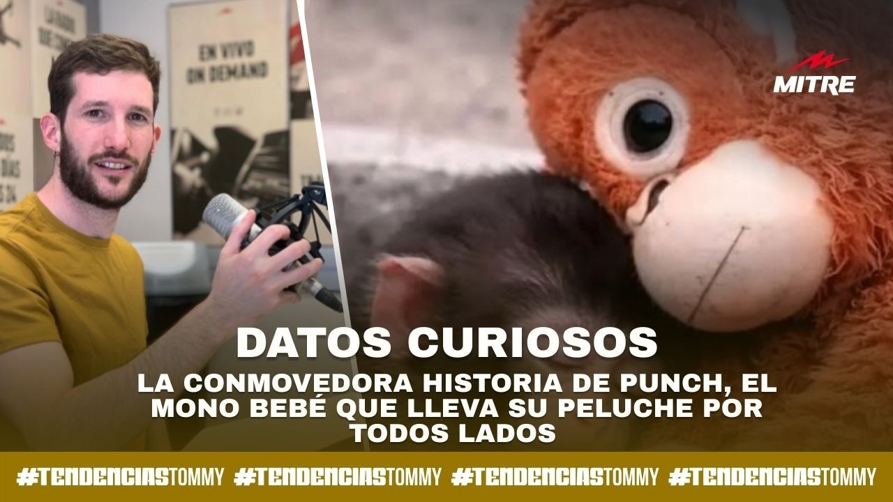 Las #TendenciasTommy y la conmovedora historia de Punch, el mono bebé que lleva su peluche