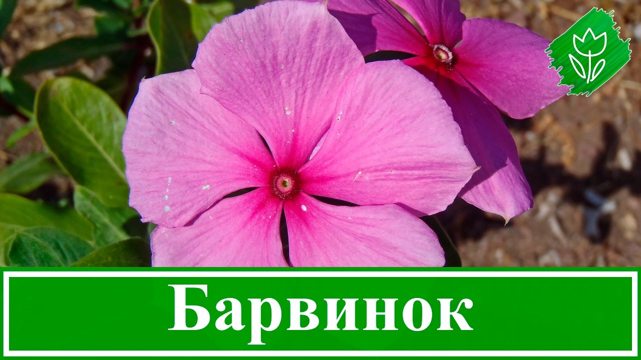 🌺 Цветок барвинок – посадка и уход, выращивание барвинка из семян